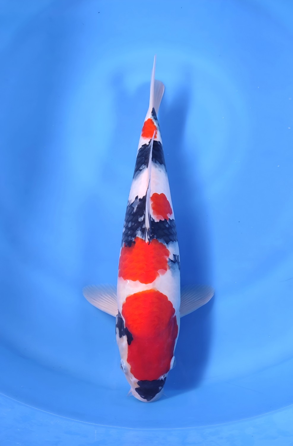 Juara 1