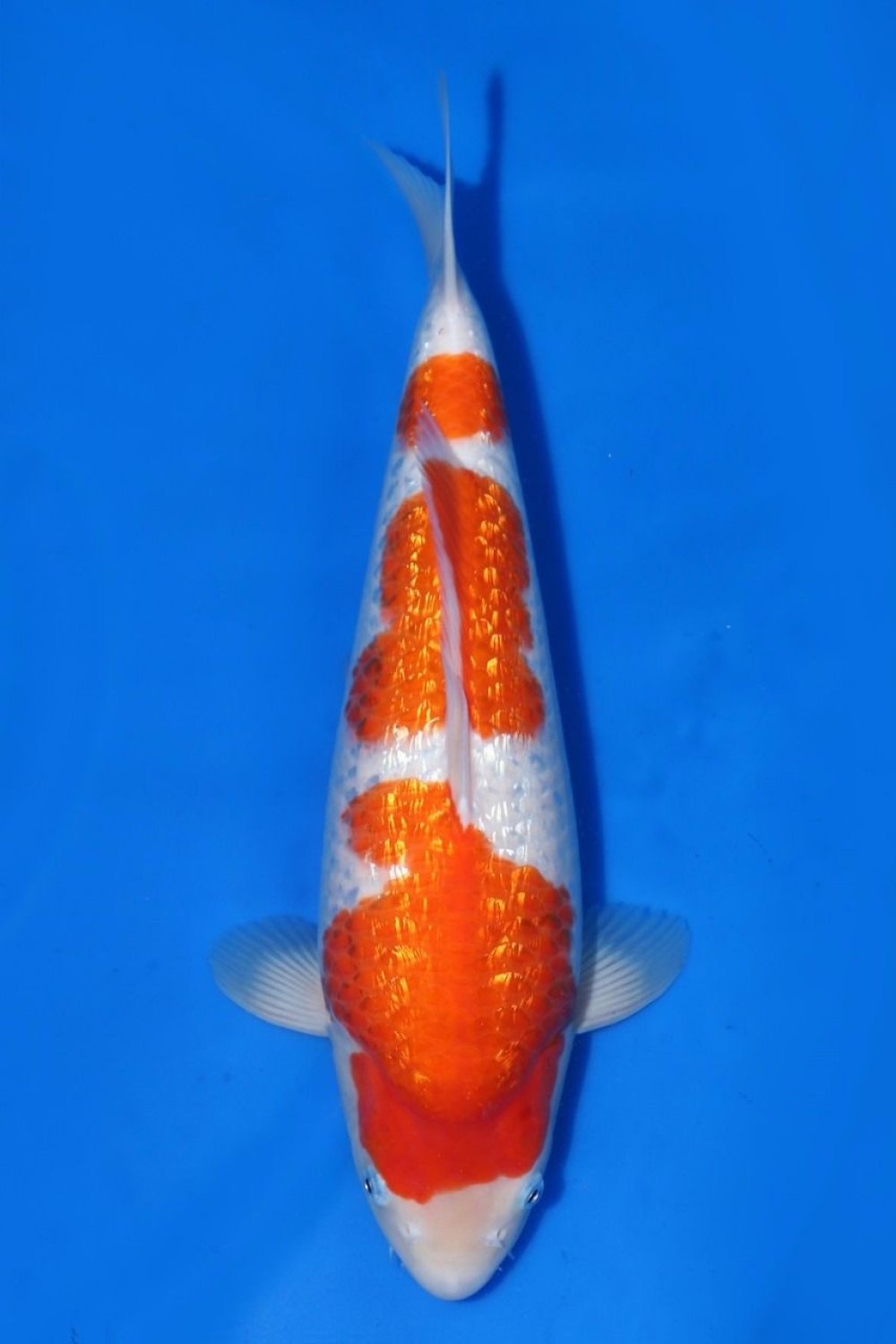 Juara 3