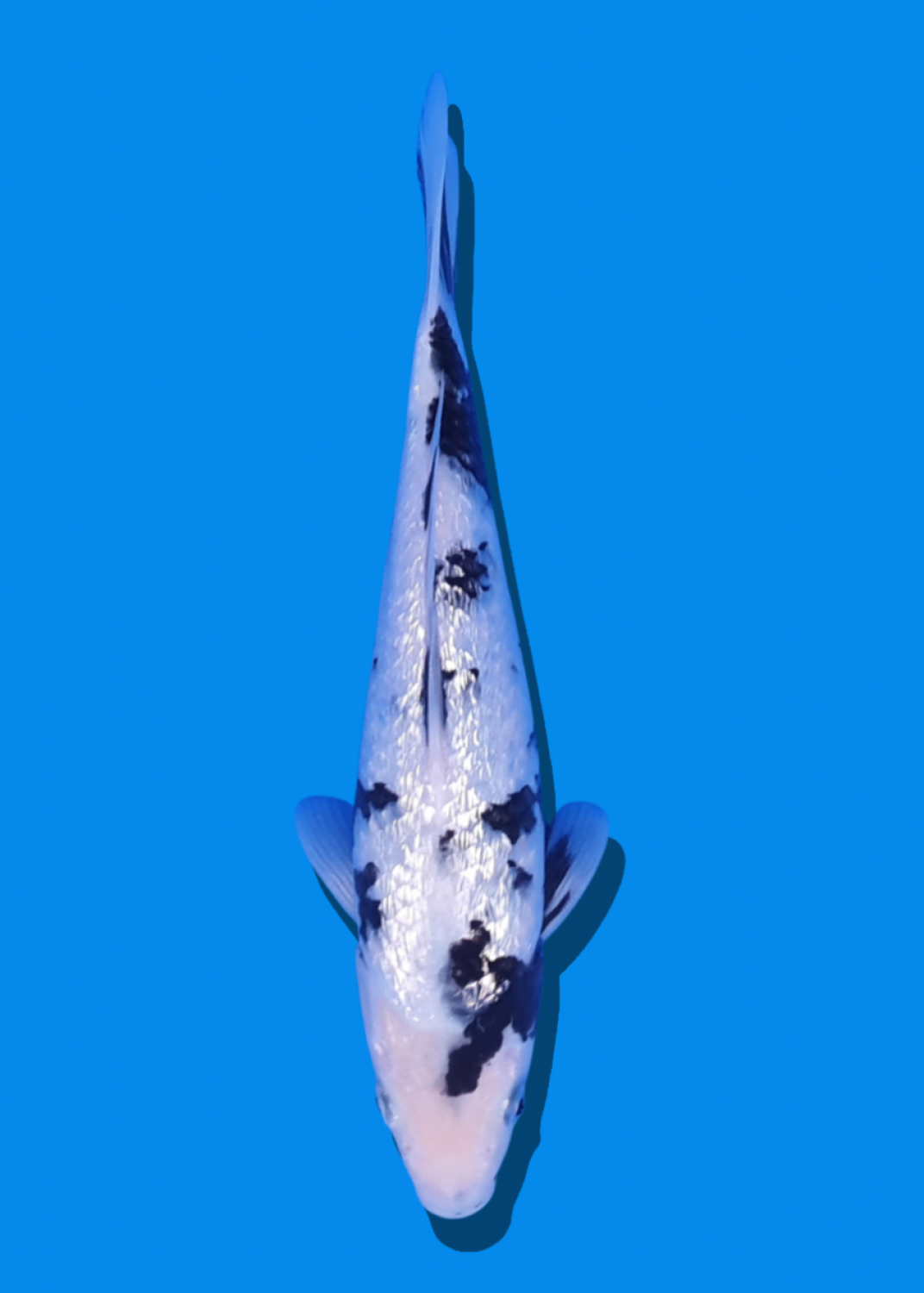 Juara 4