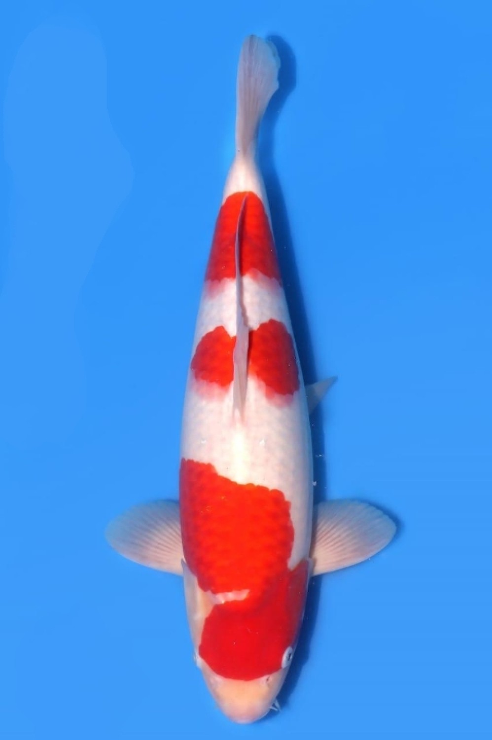 Juara 2
