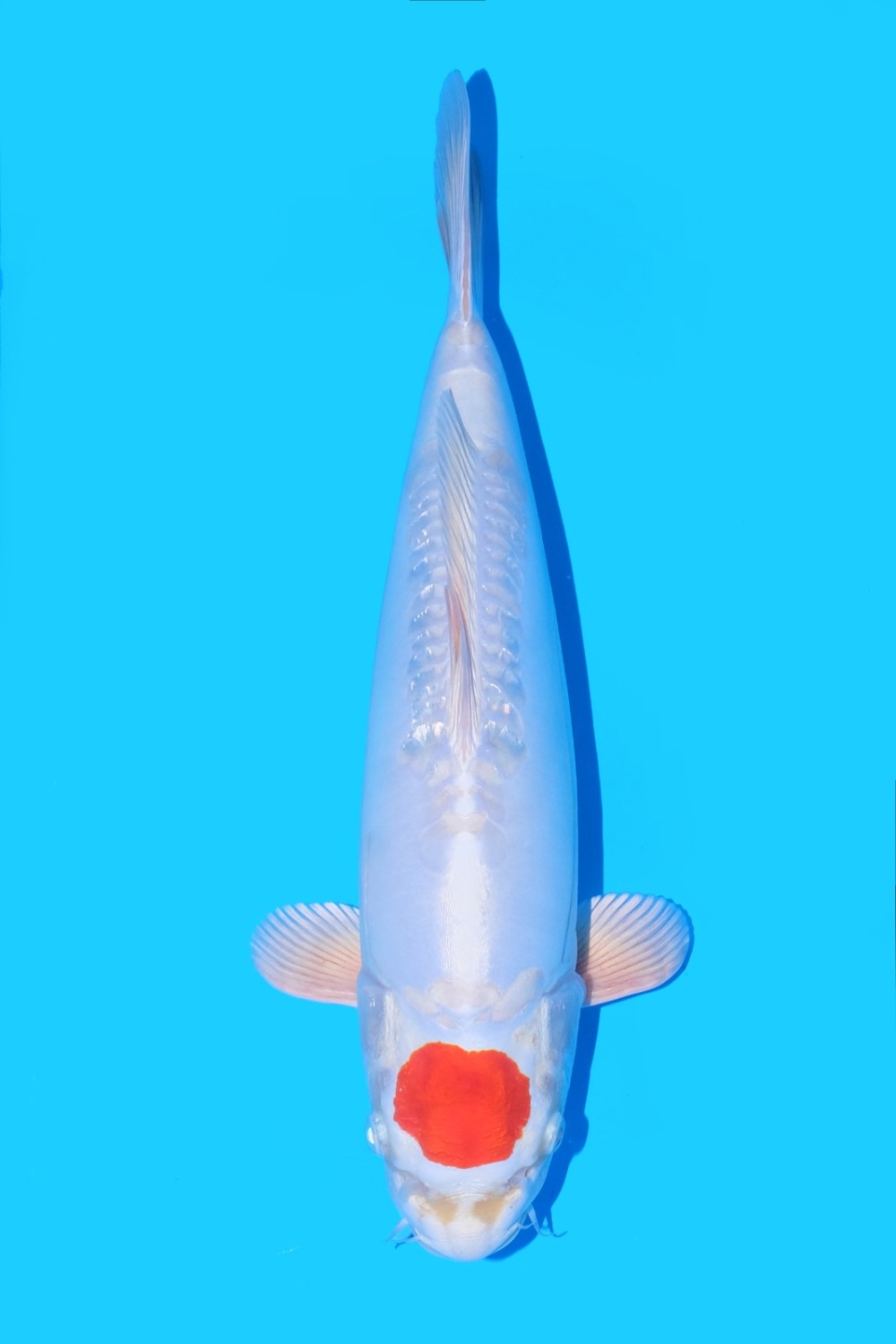 Juara 5