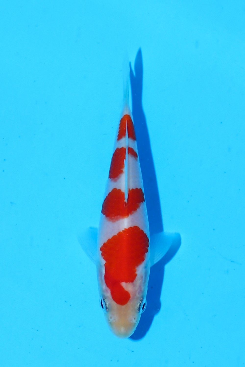 Best In Size A, Up To 12 cm