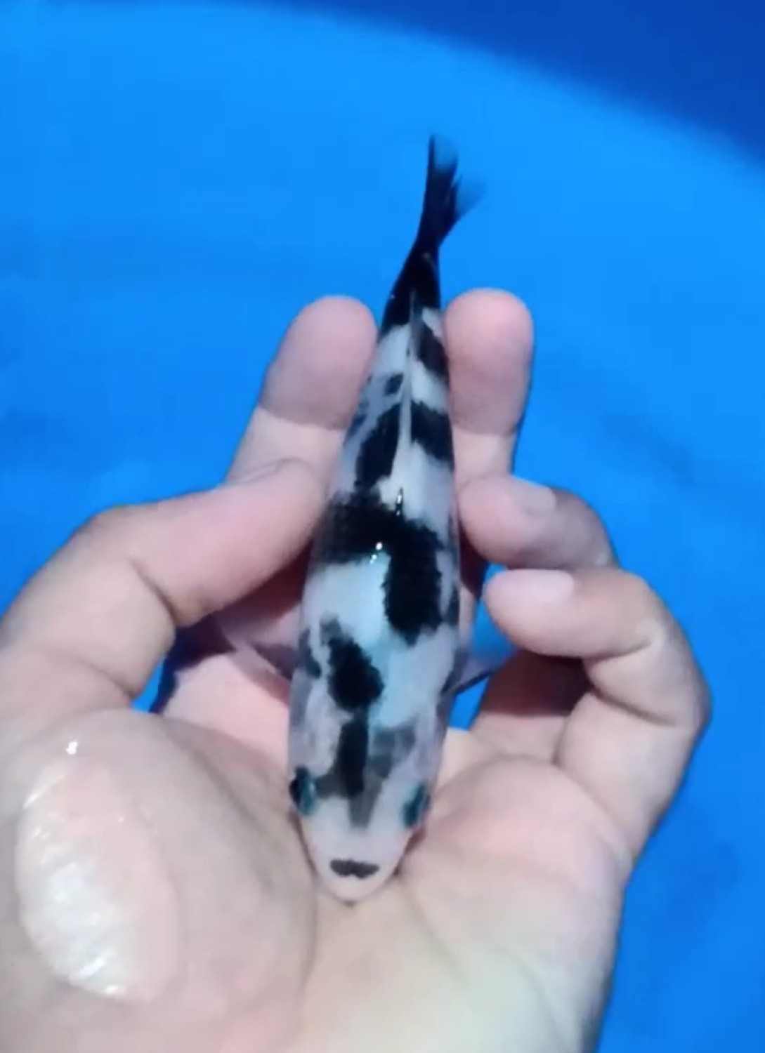 Best In Size F, Up To 12 cm