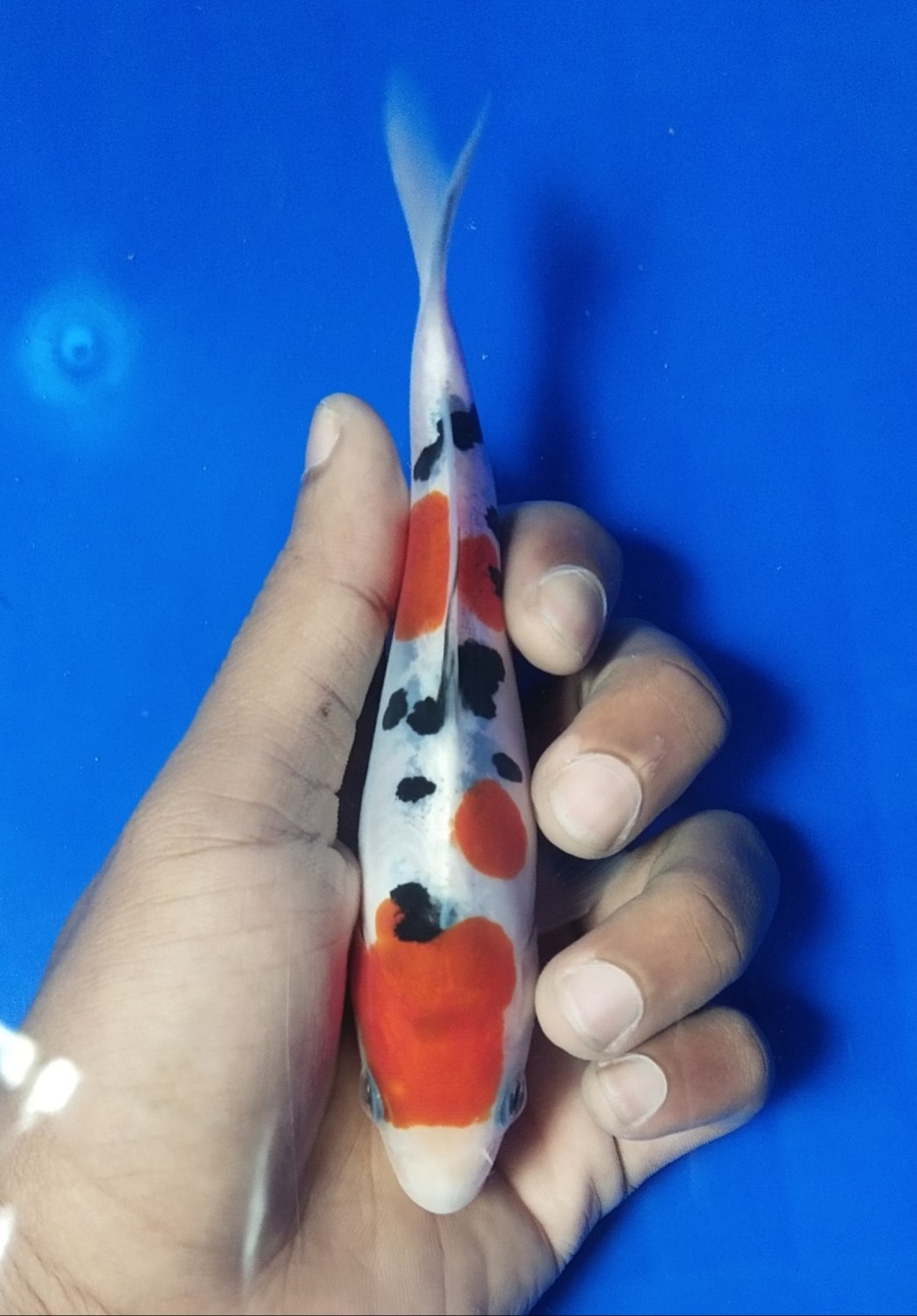 Juara 1