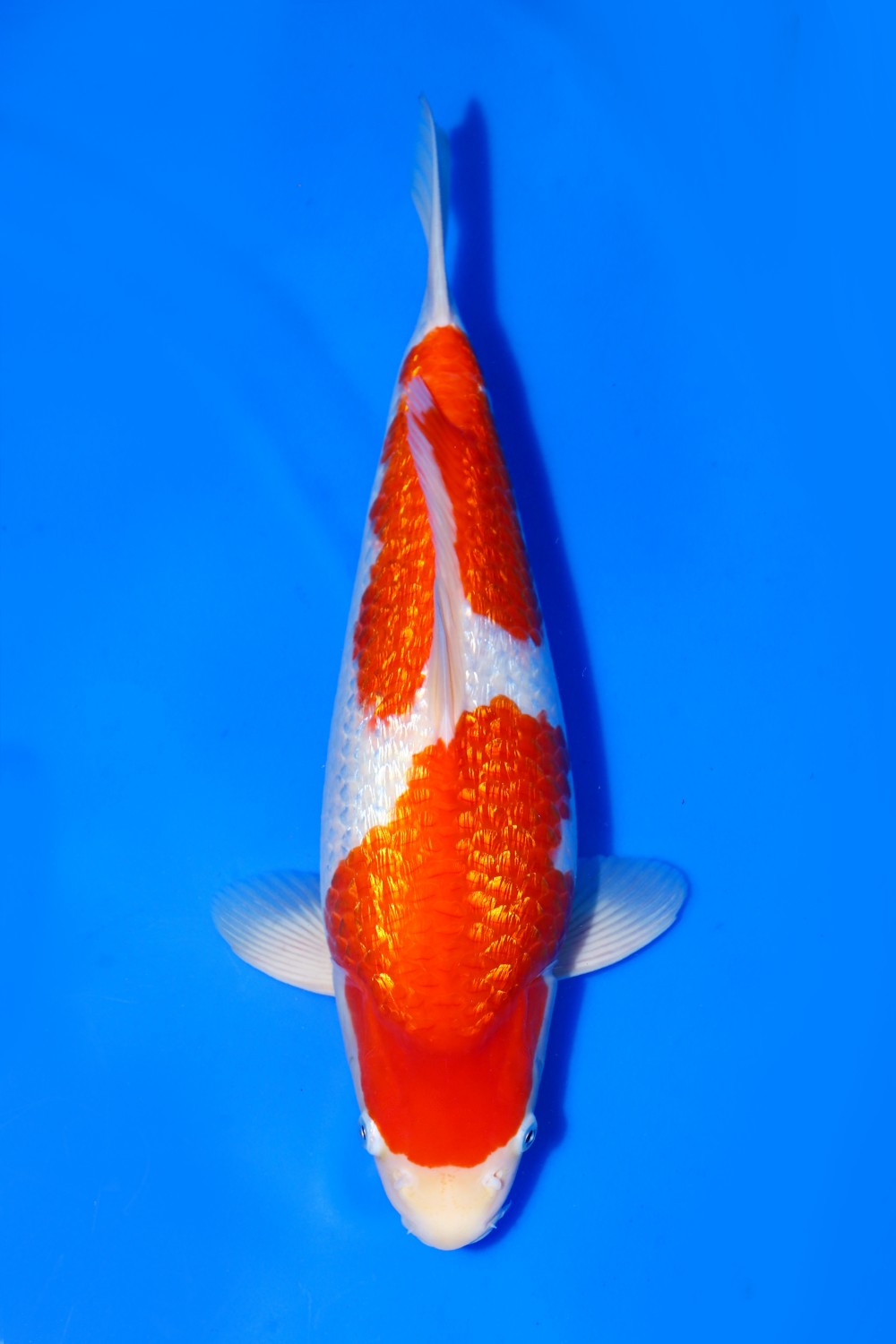 Juara 1