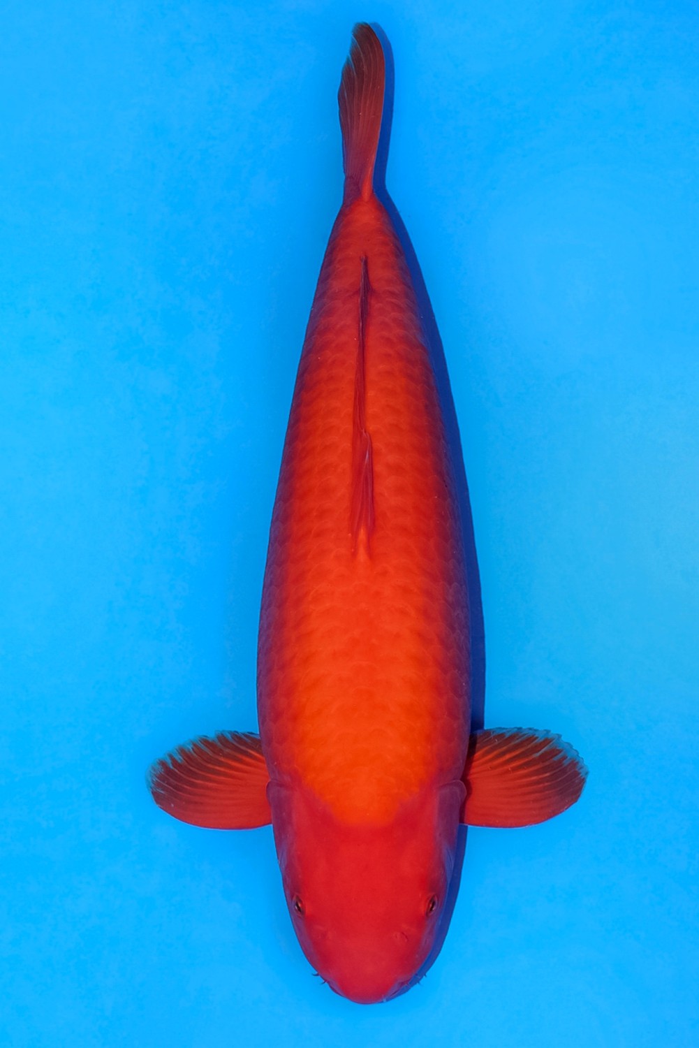 Juara 1