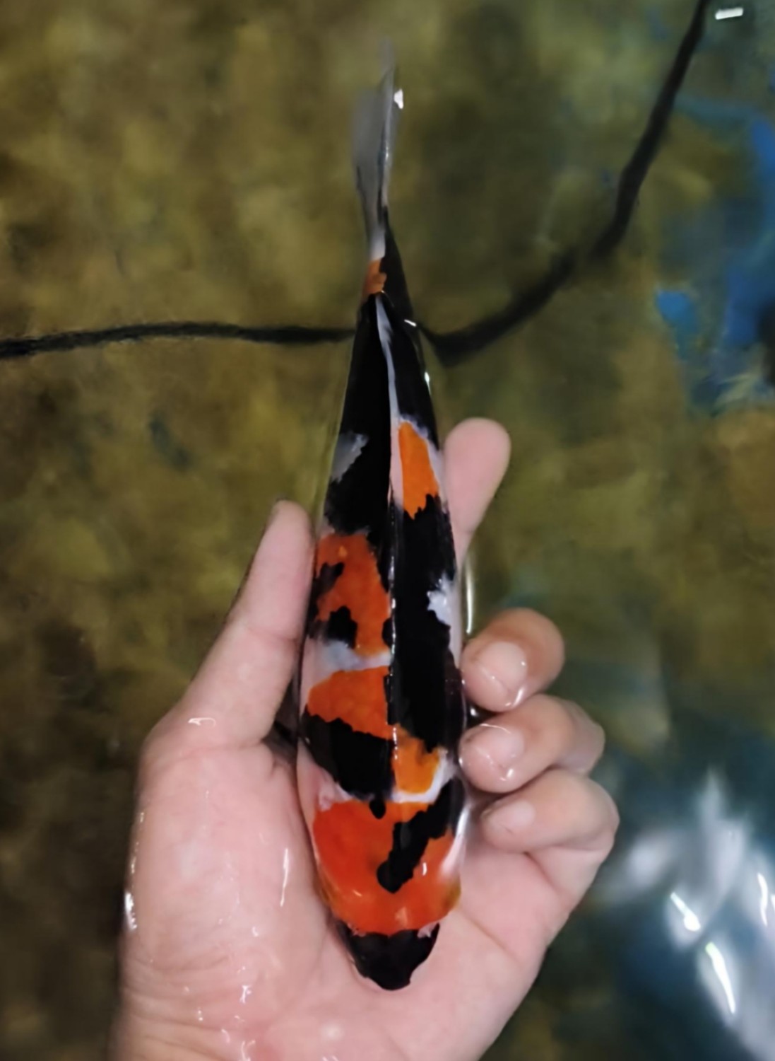 Best In Size A, 16 - 20 cm