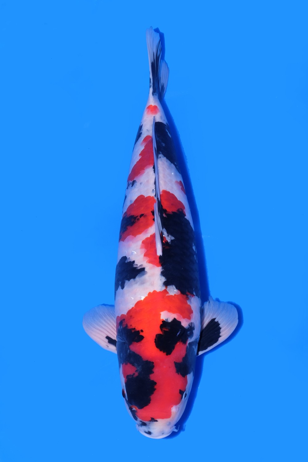 Best In Size A, 51 - 55 cm