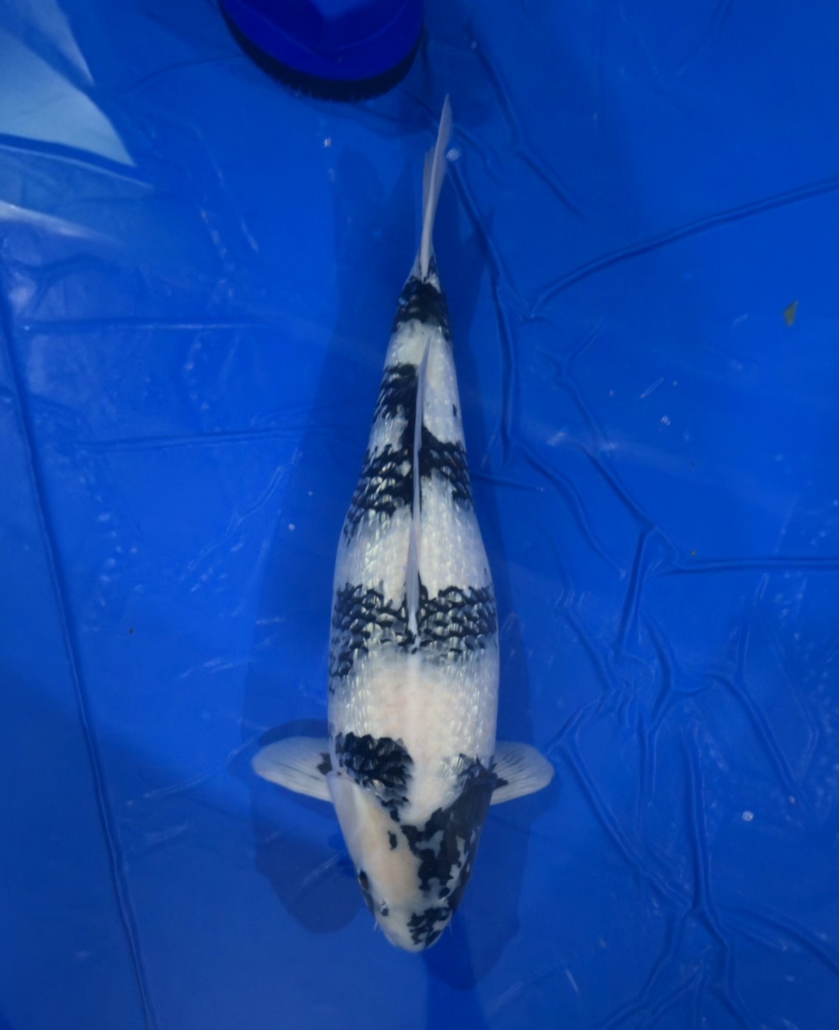 Best In Size F, 56 - 60 cm
