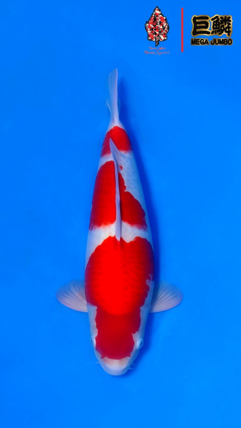 Best In Size A, 46 - 50 cm