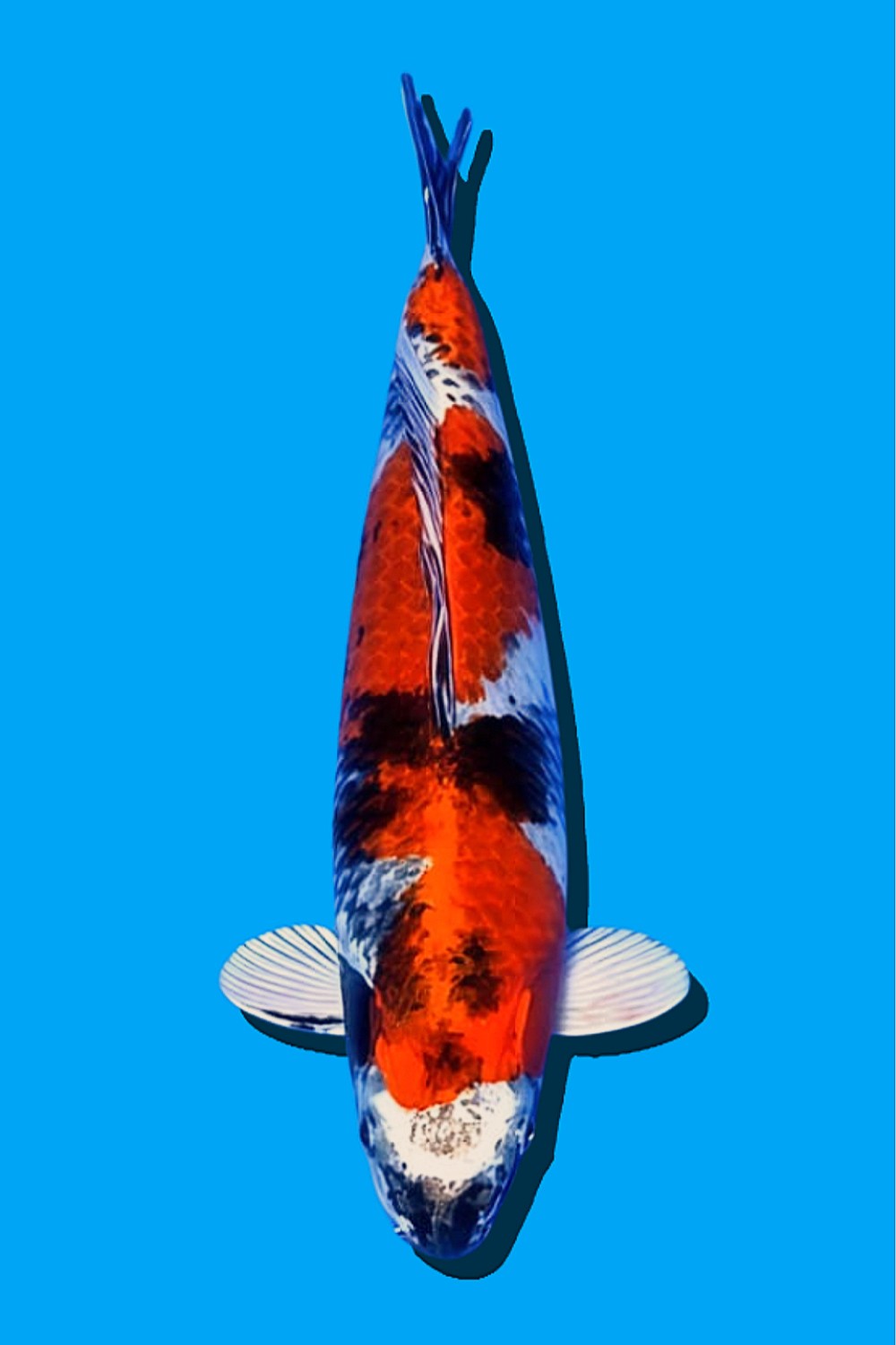 Juara 1