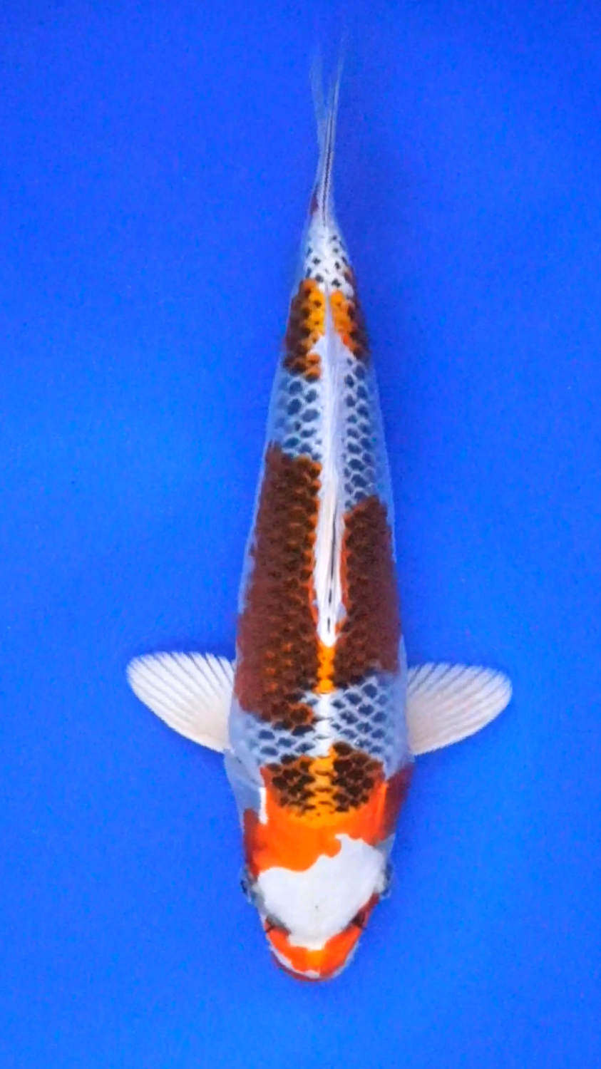 Juara 2
