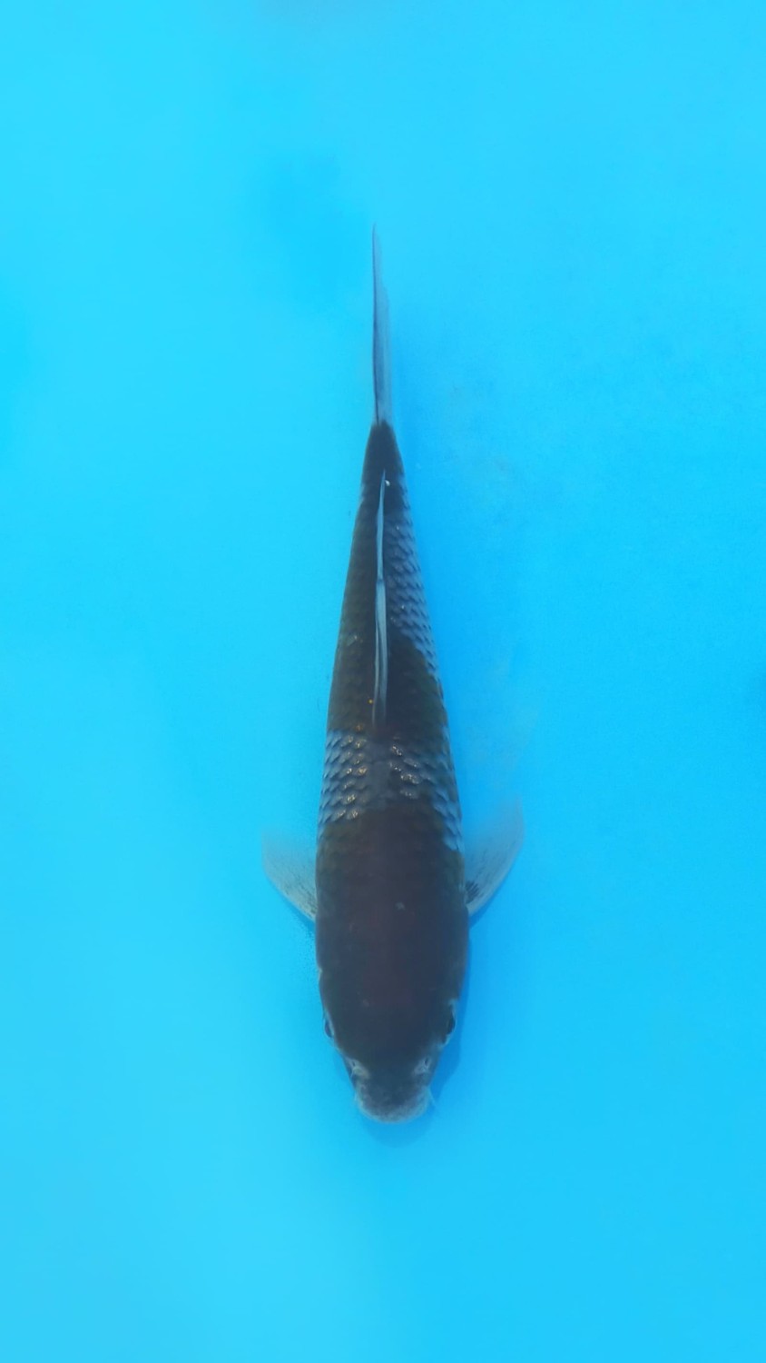 Juara 1