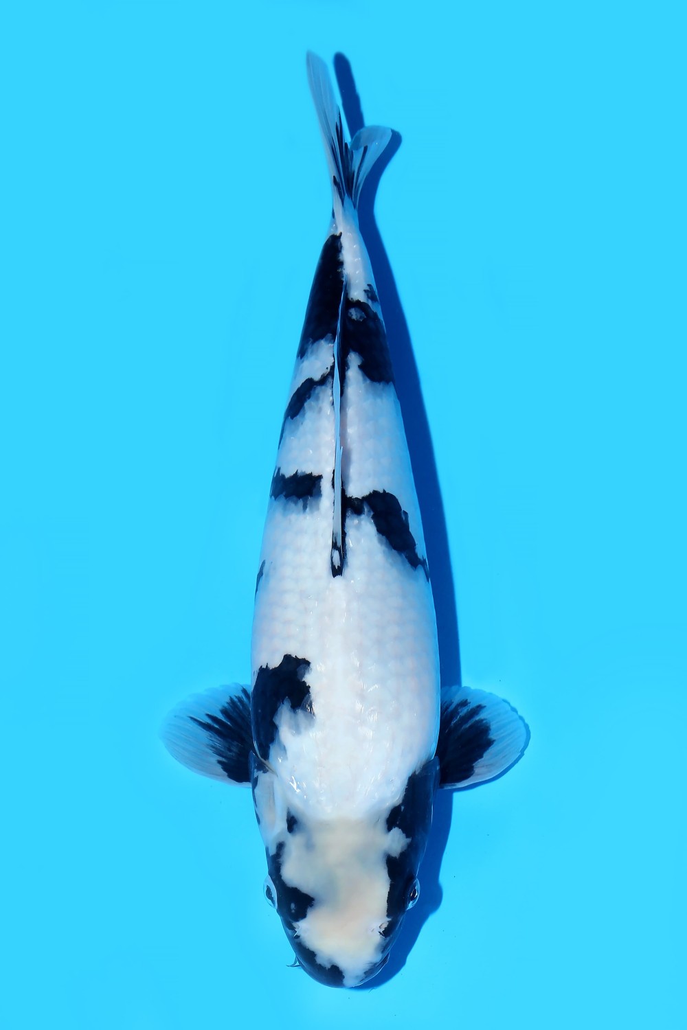 Best In Size B, 56 - 60 cm