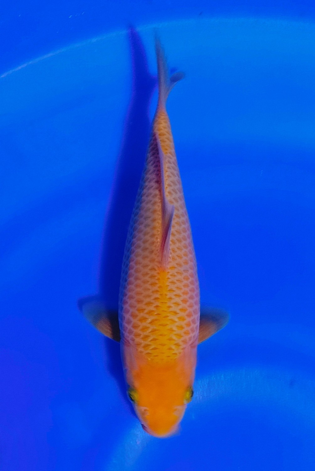 Juara 2