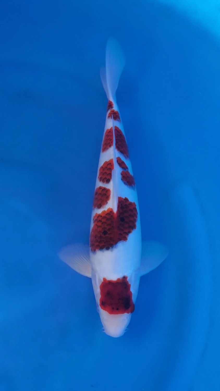Juara 1
