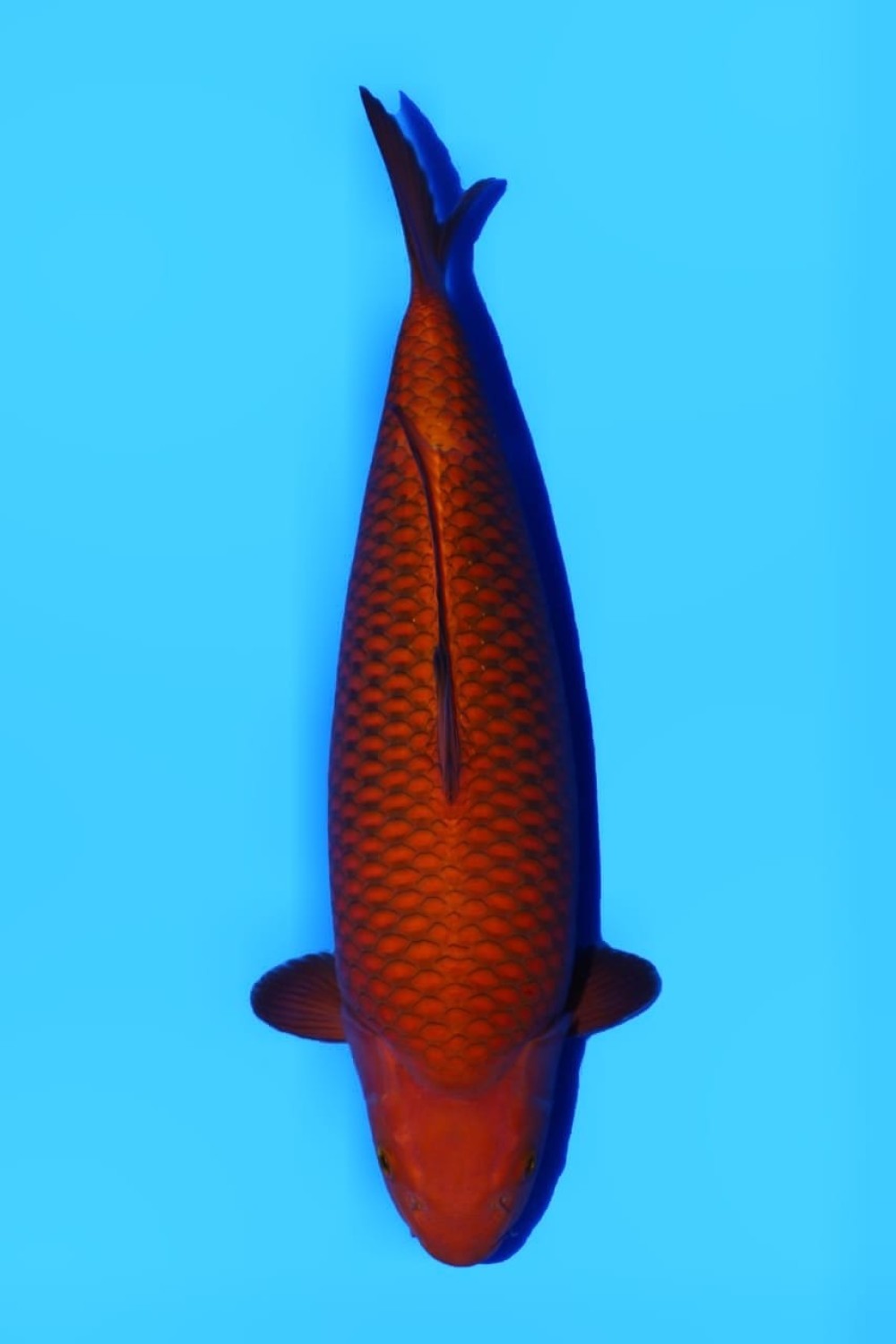 Juara 1