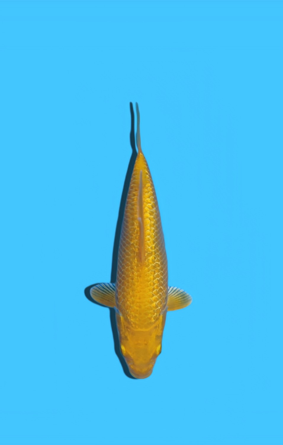 Juara 1