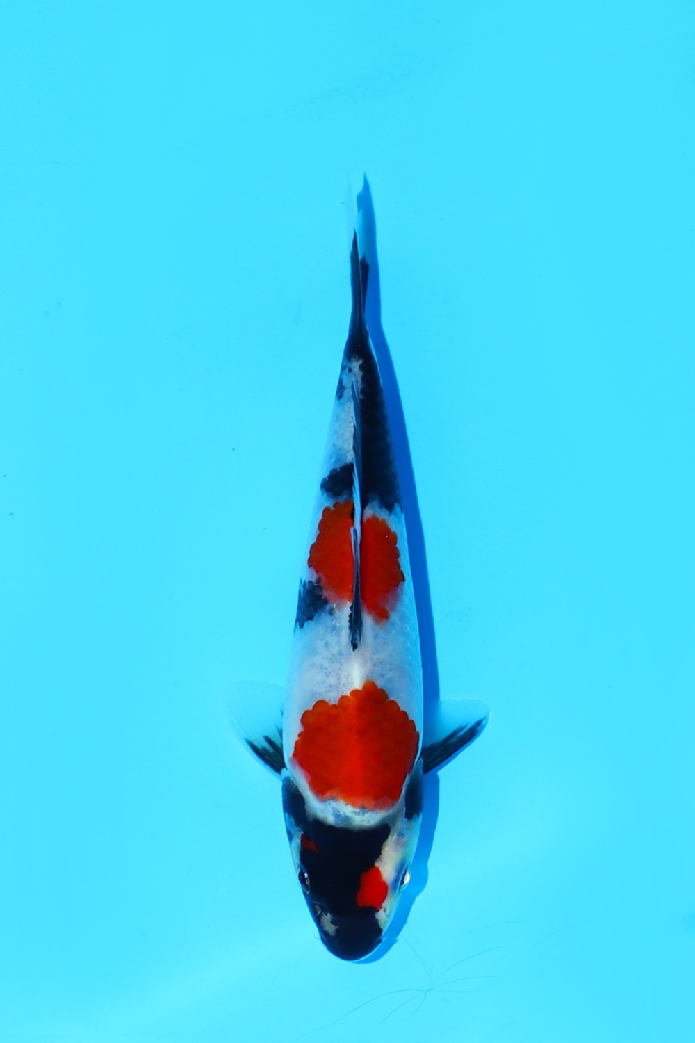 Juara 3