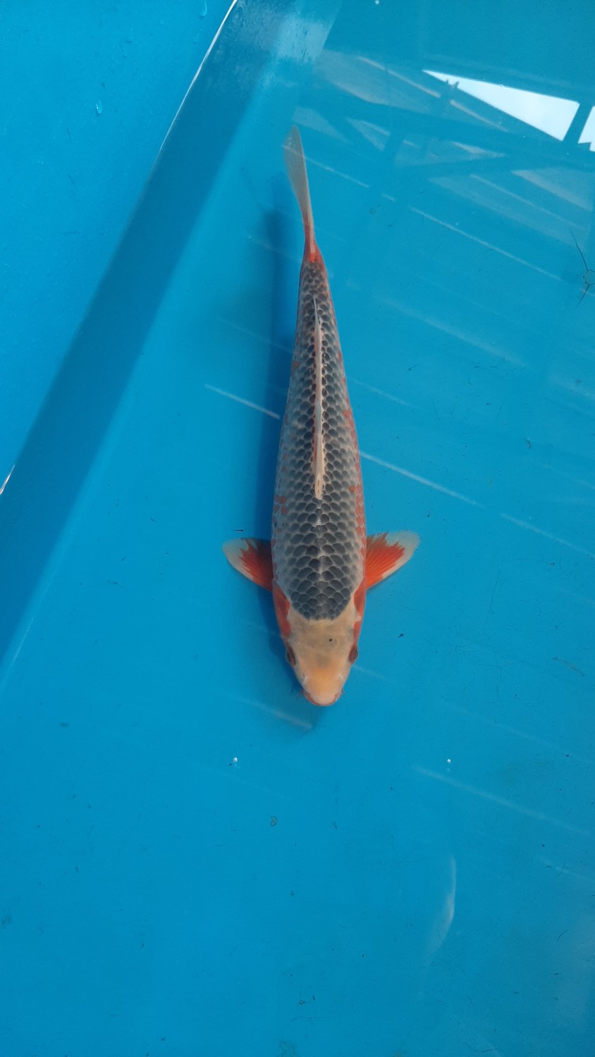 Juara 1