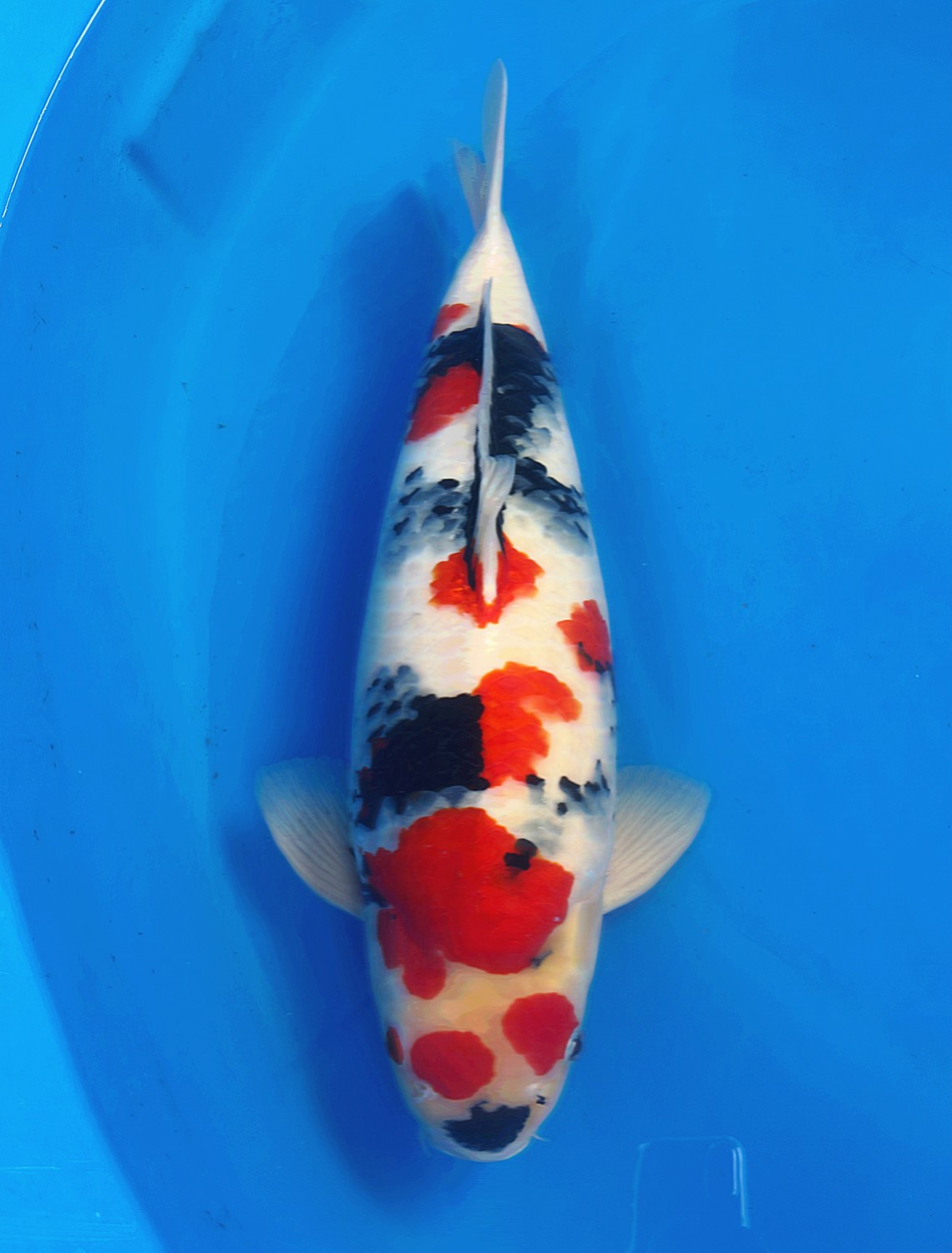 Best In Size F, 51 - 55 cm