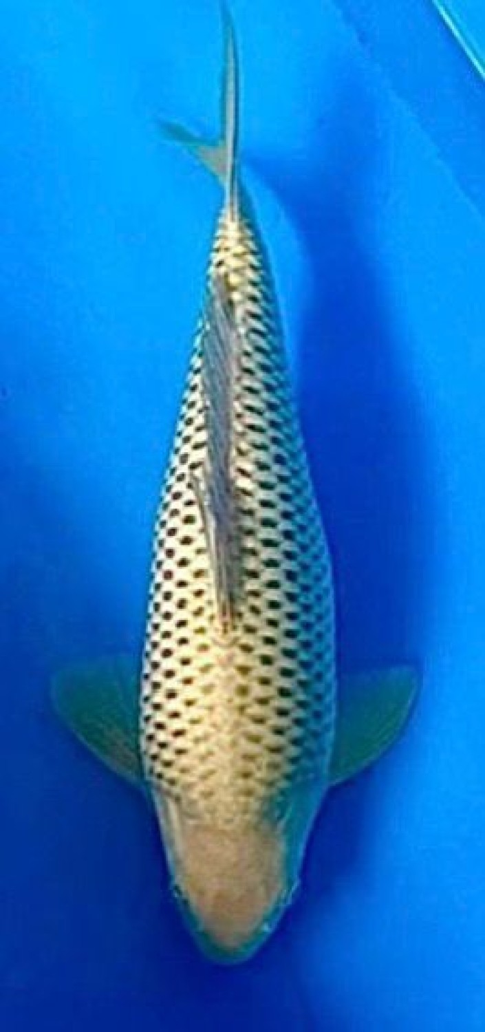 Juara 2