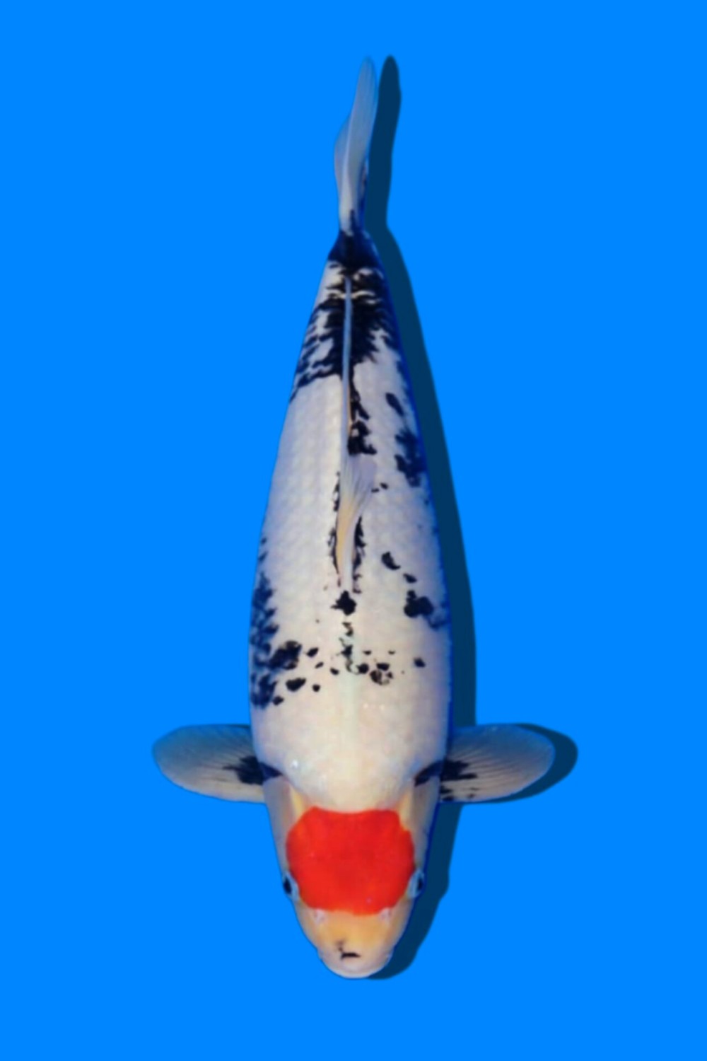 Juara 1