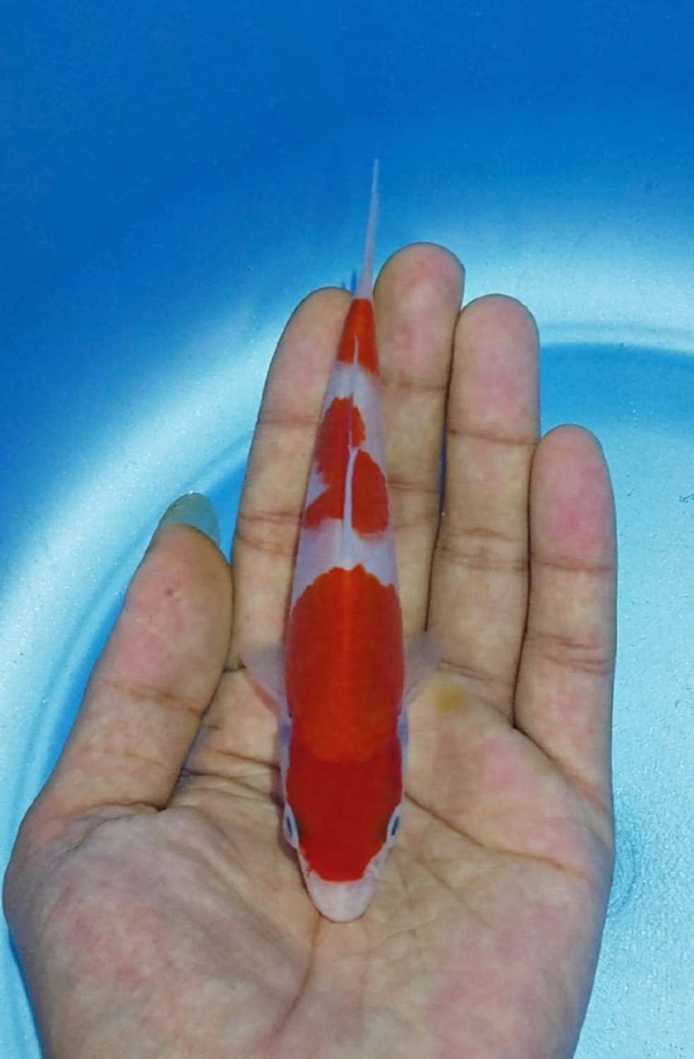 Juara 2