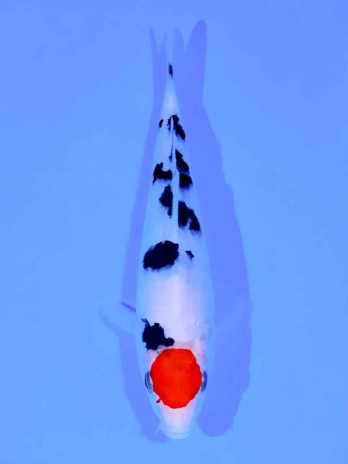 Juara 2