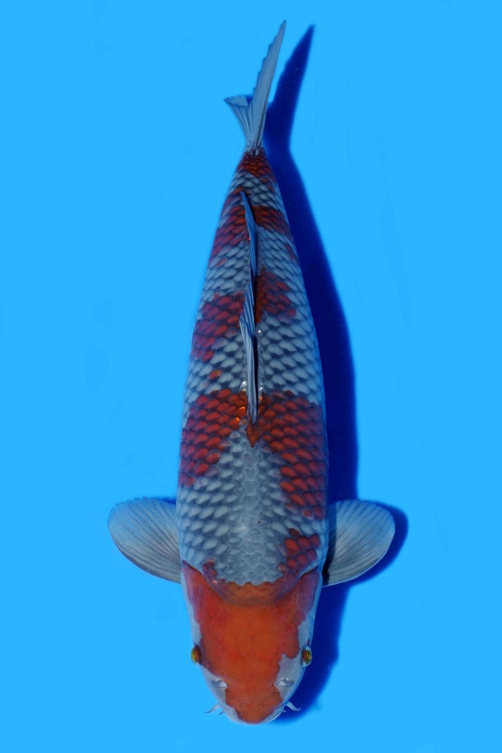 Juara 2