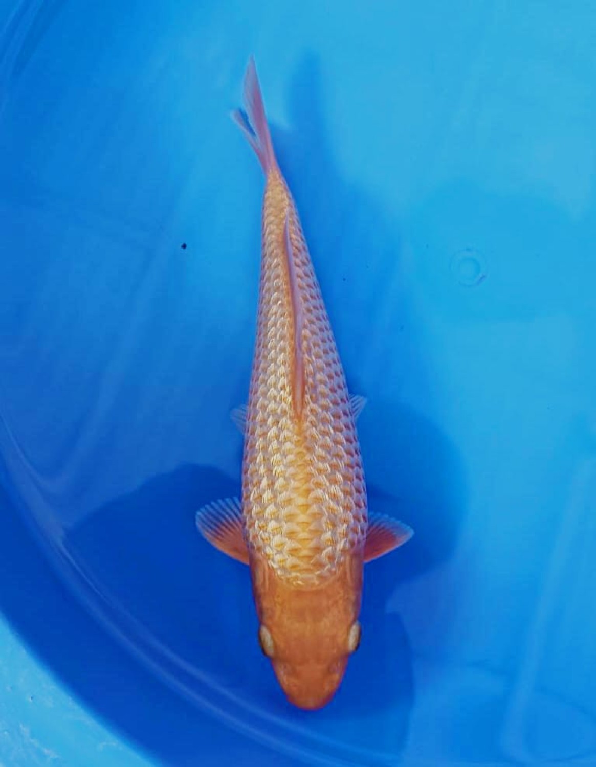 Juara 2