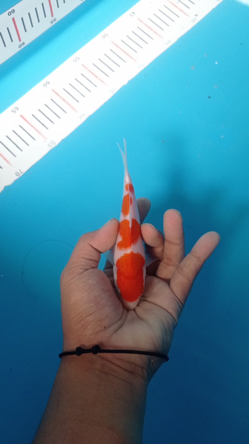 Juara 4