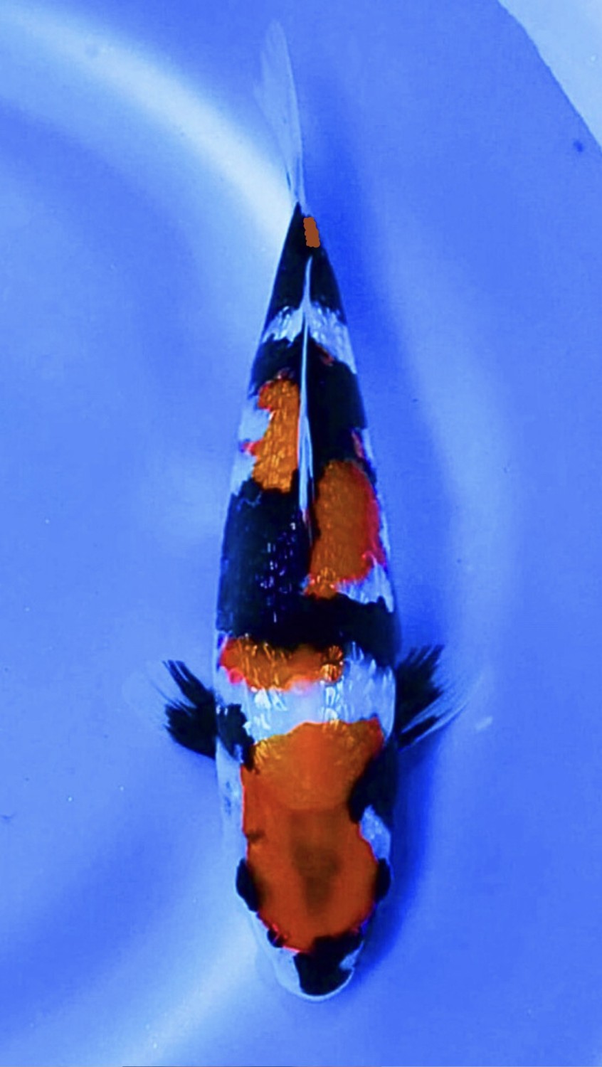 Juara 2