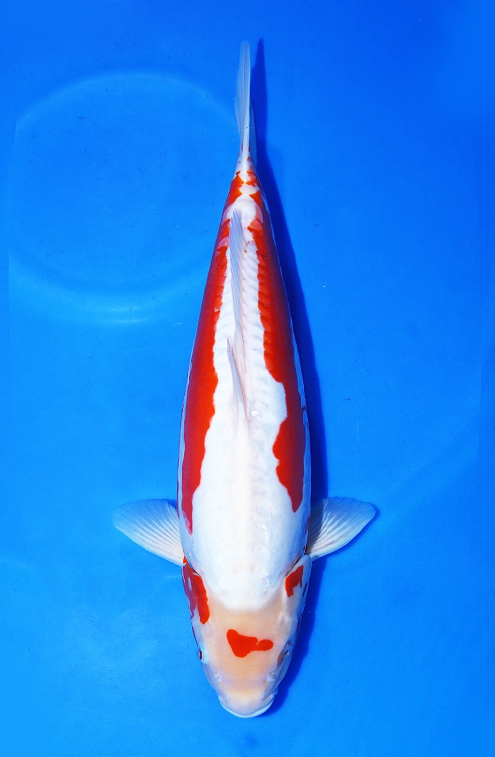 Juara 1