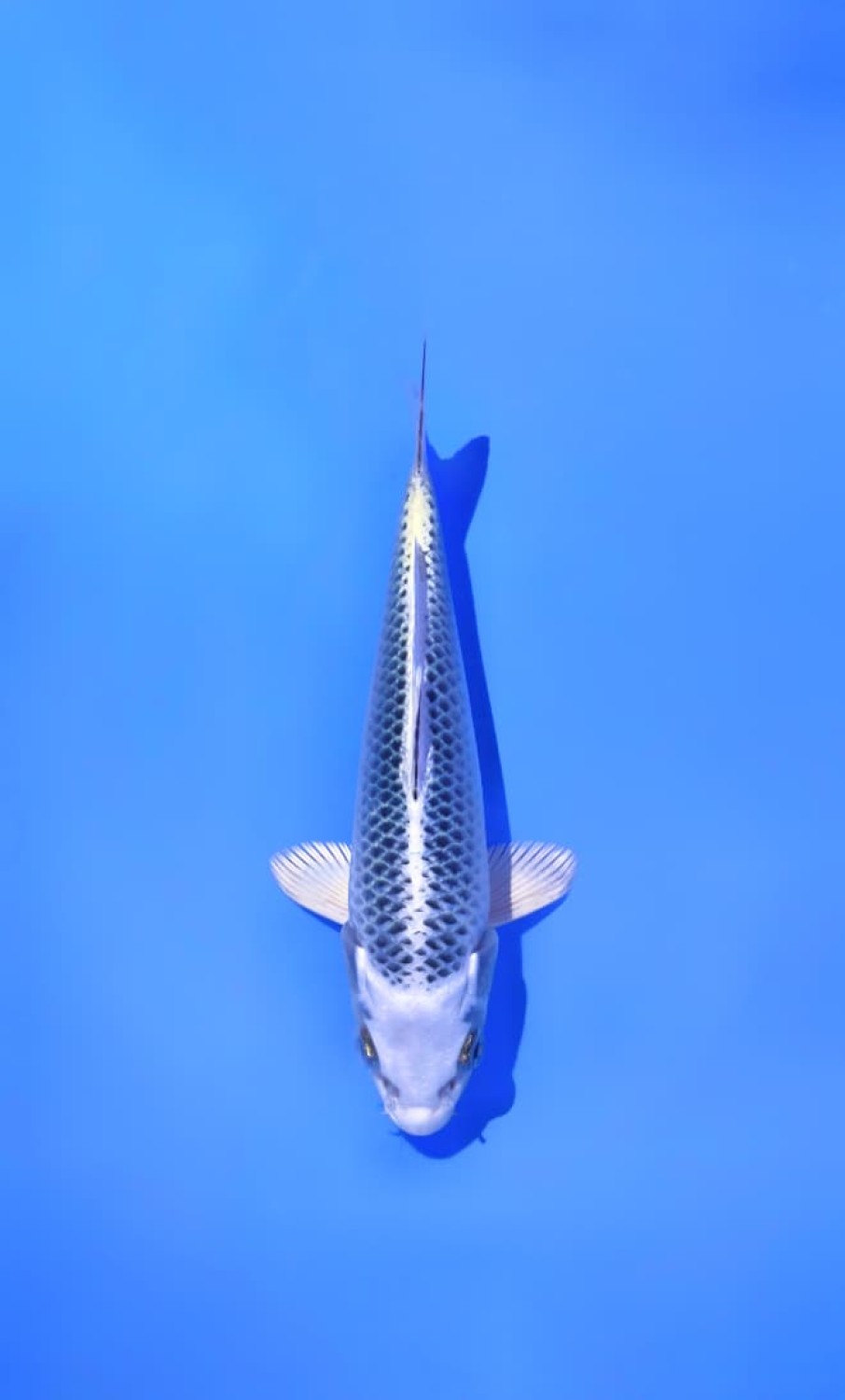 Juara 2