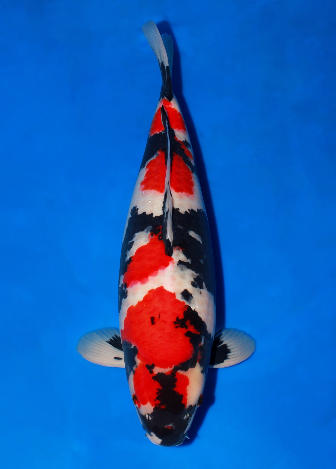 Best In Size A, 56 - 60 cm