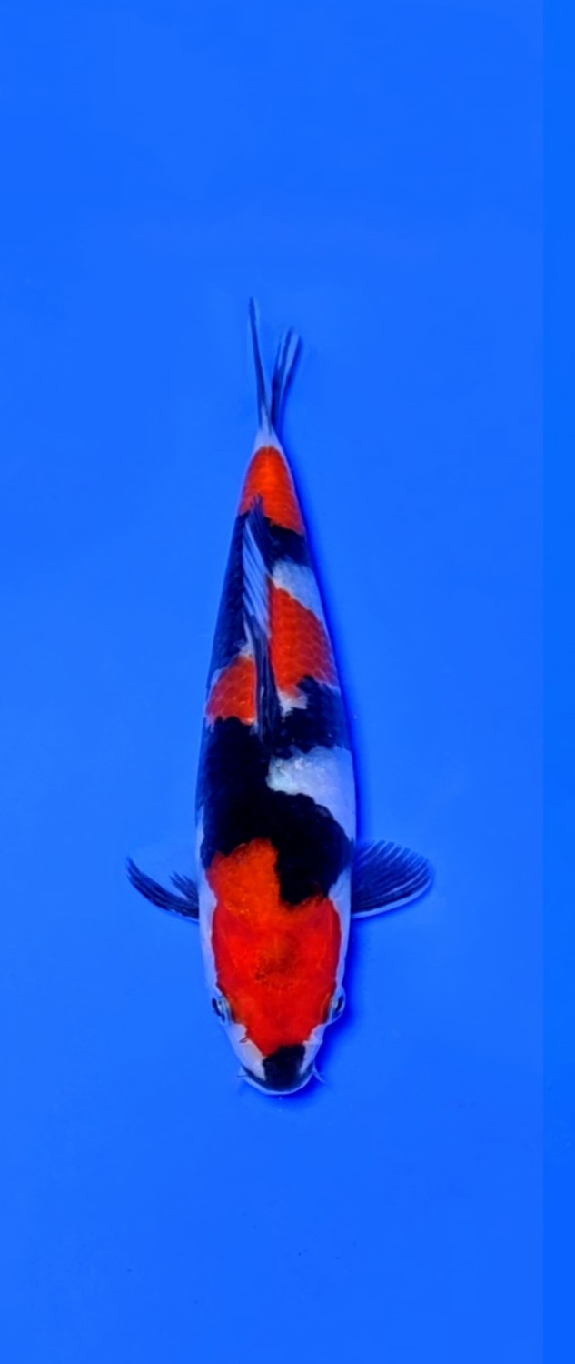 Juara 1