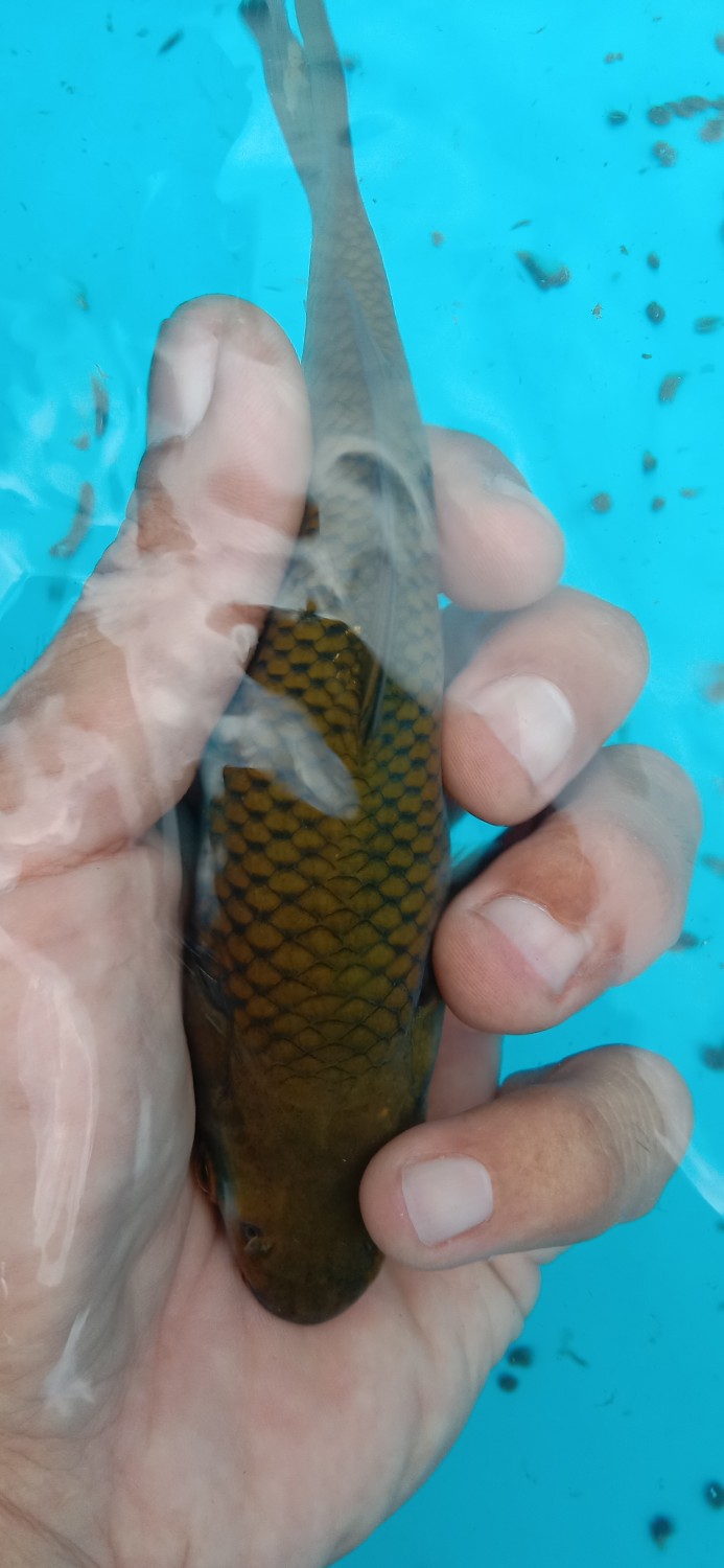Juara 2