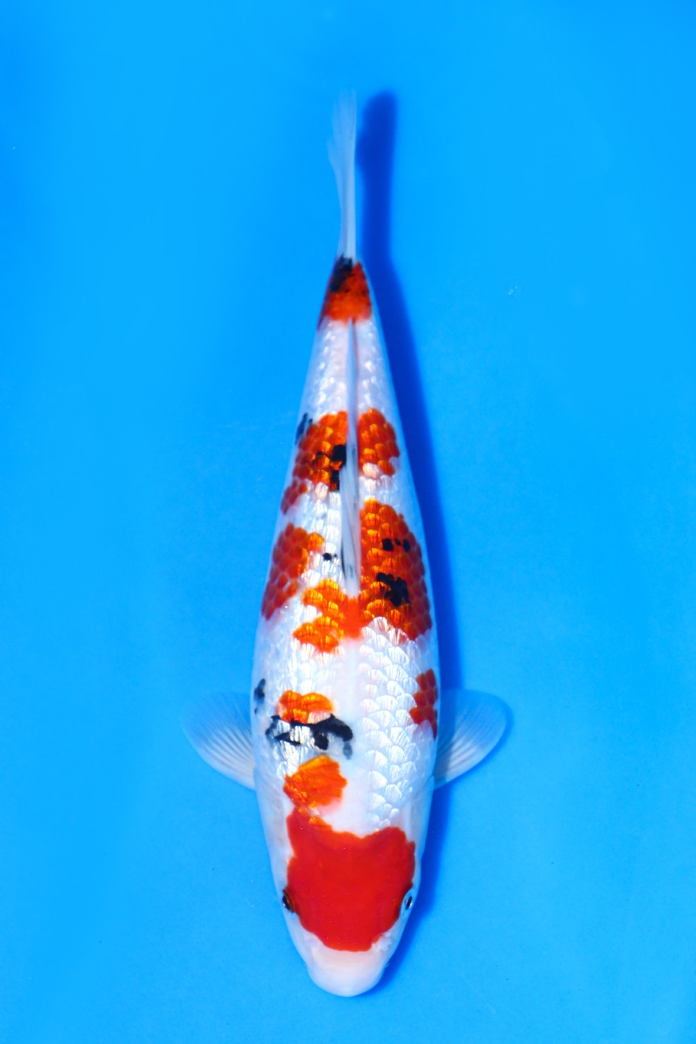 Juara 1