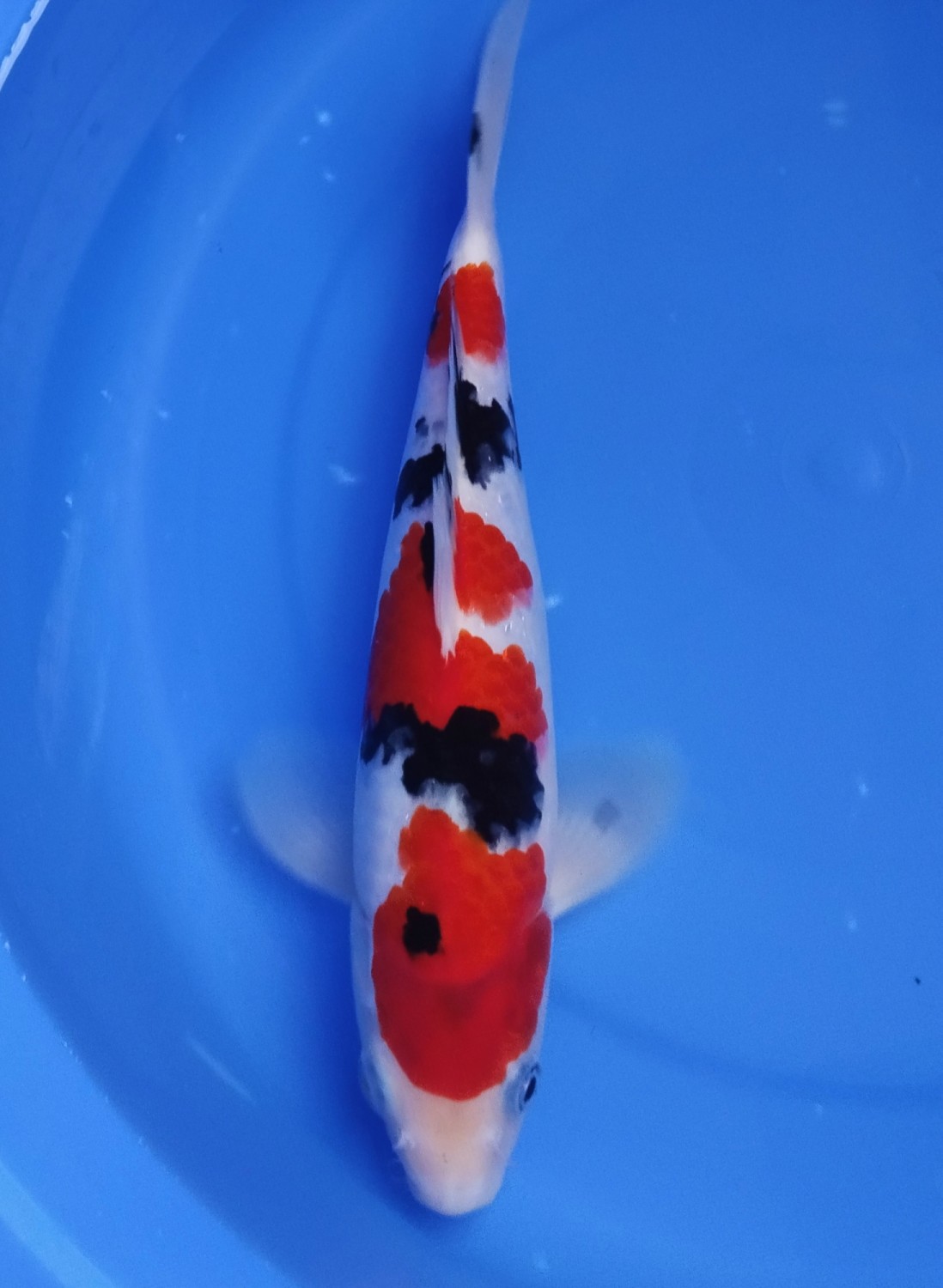 Best In Size A, 21 - 25 cm