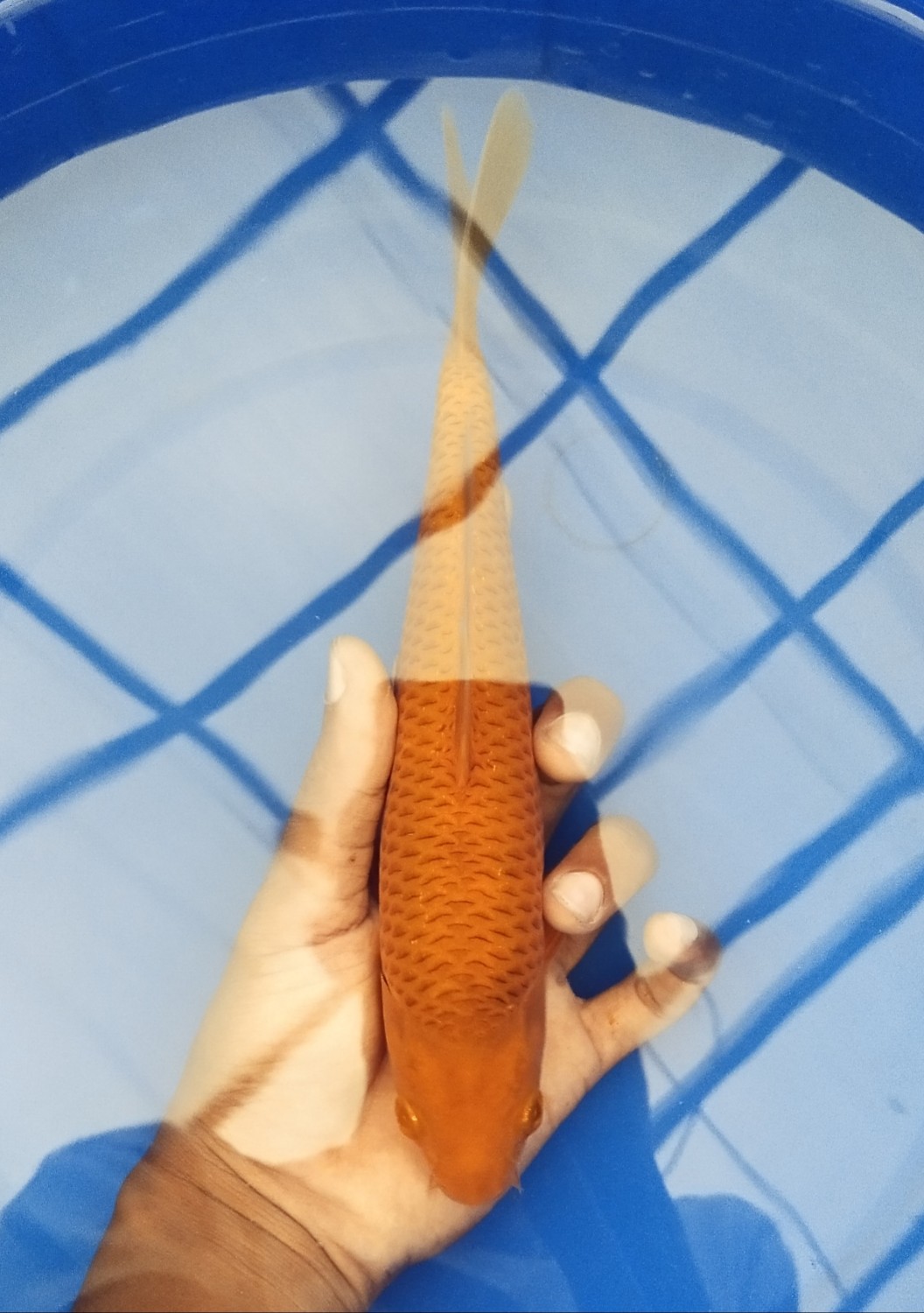 Juara 1