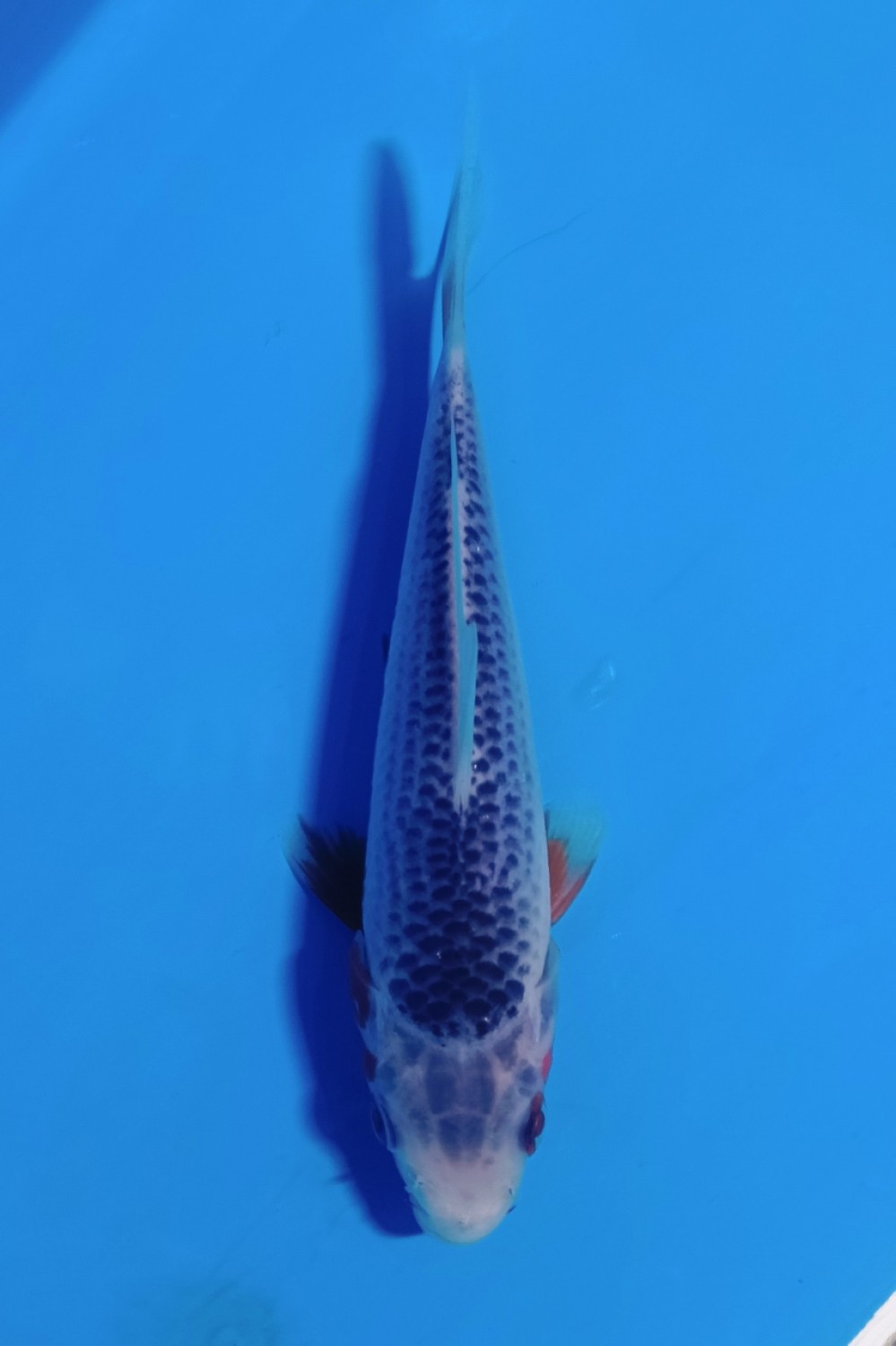 Juara 2