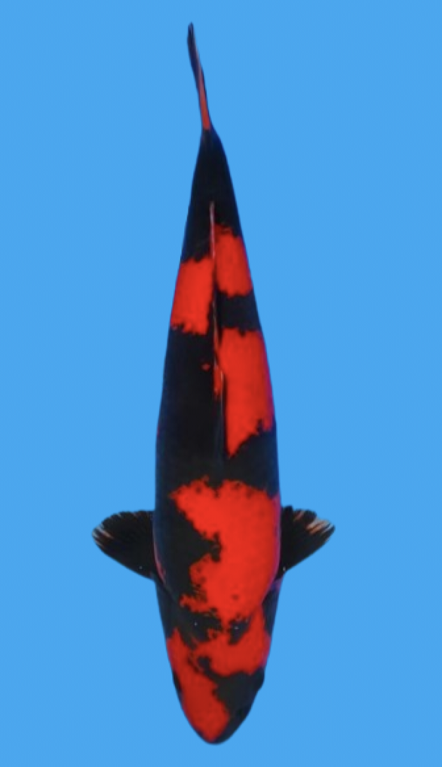 Juara 2