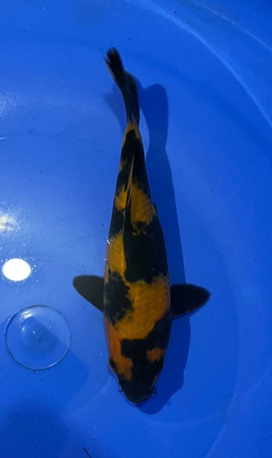 Best In Size D, 13 - 15 cm