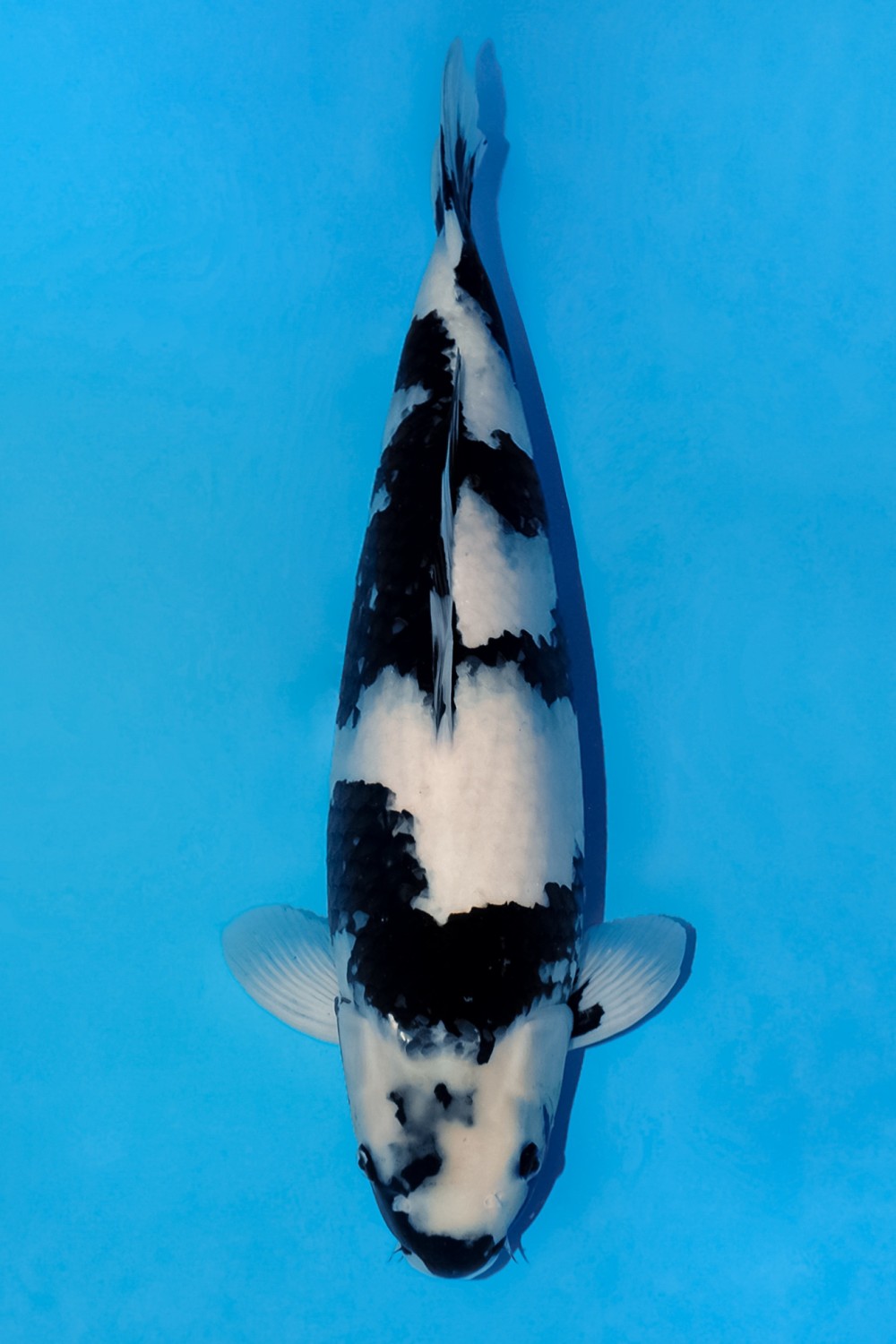 Best In Size B, 51 - 55 cm