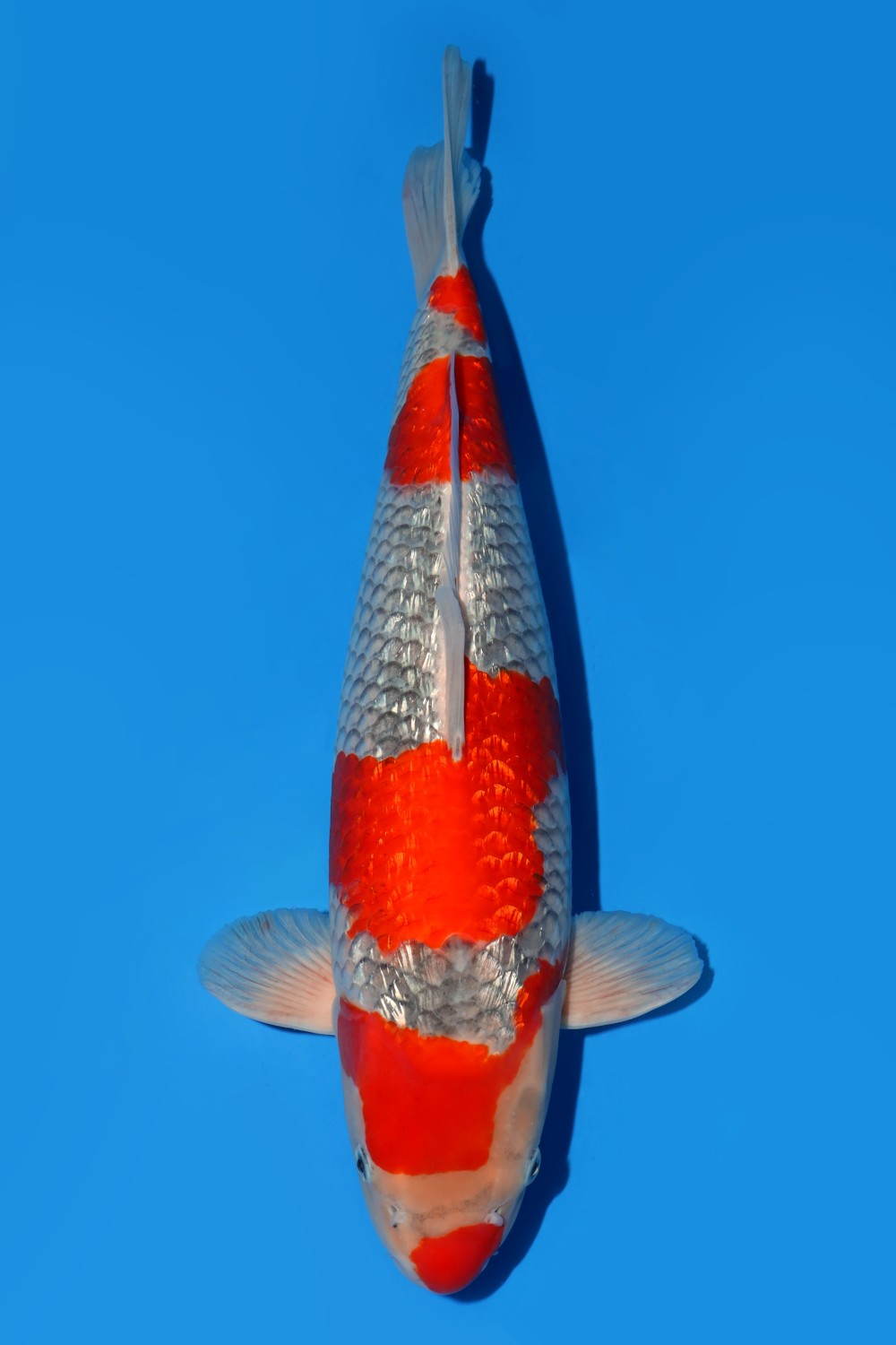 Juara 1