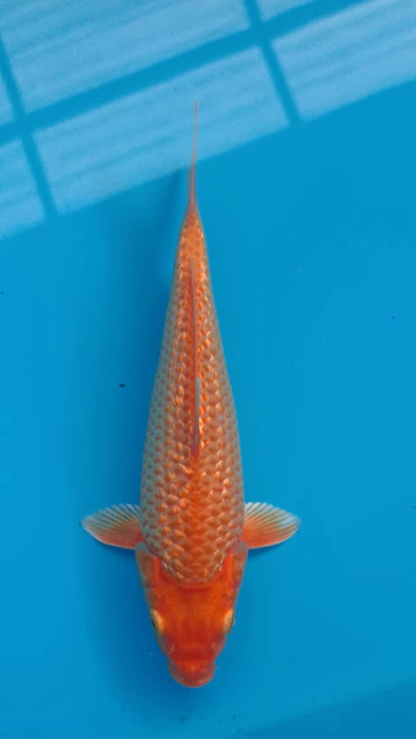 Juara 3