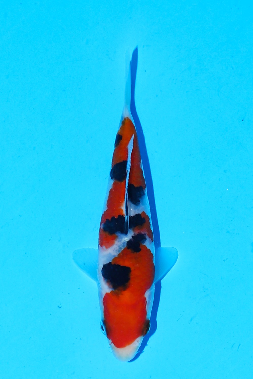 Juara 5