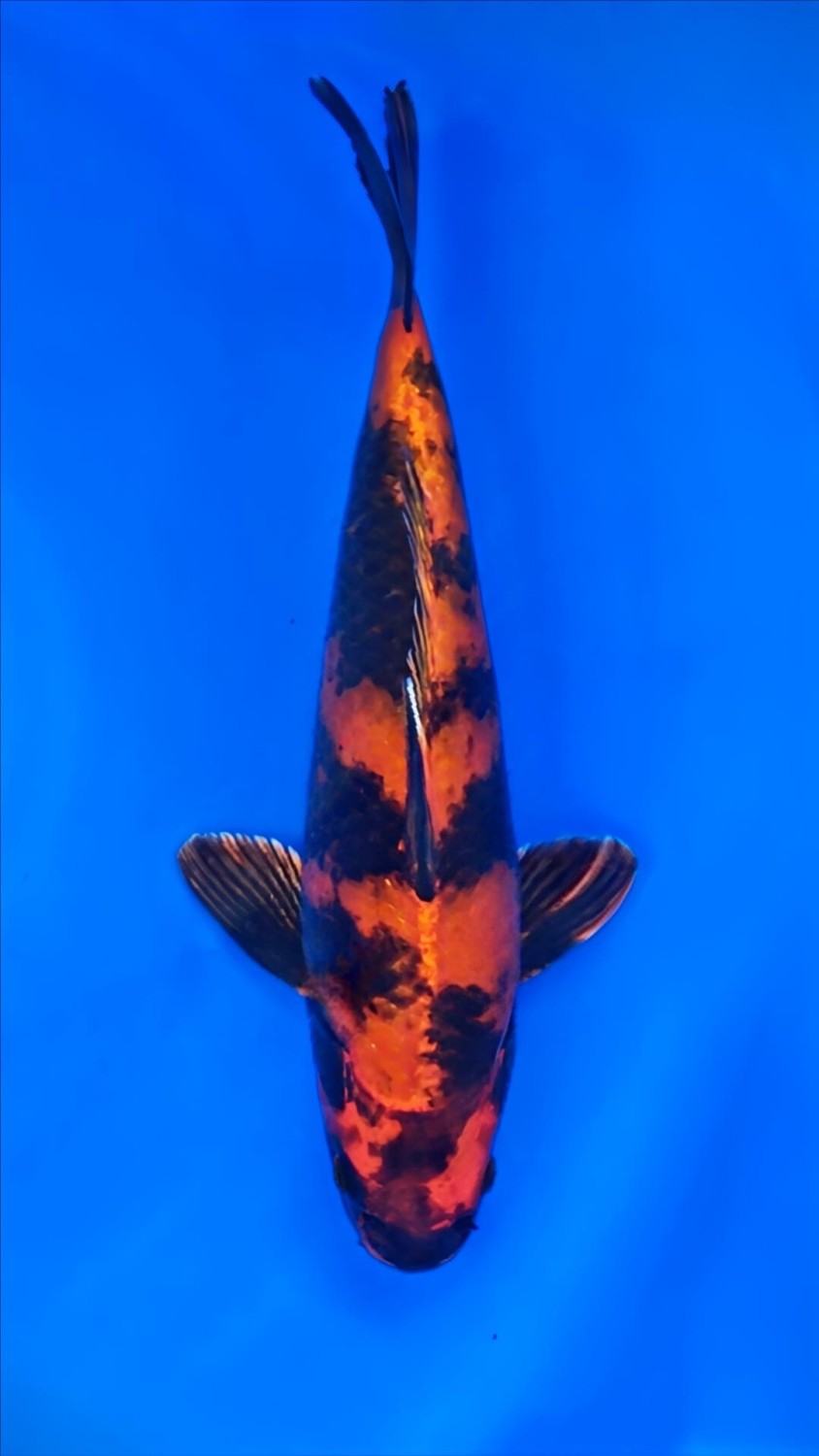 Juara 2