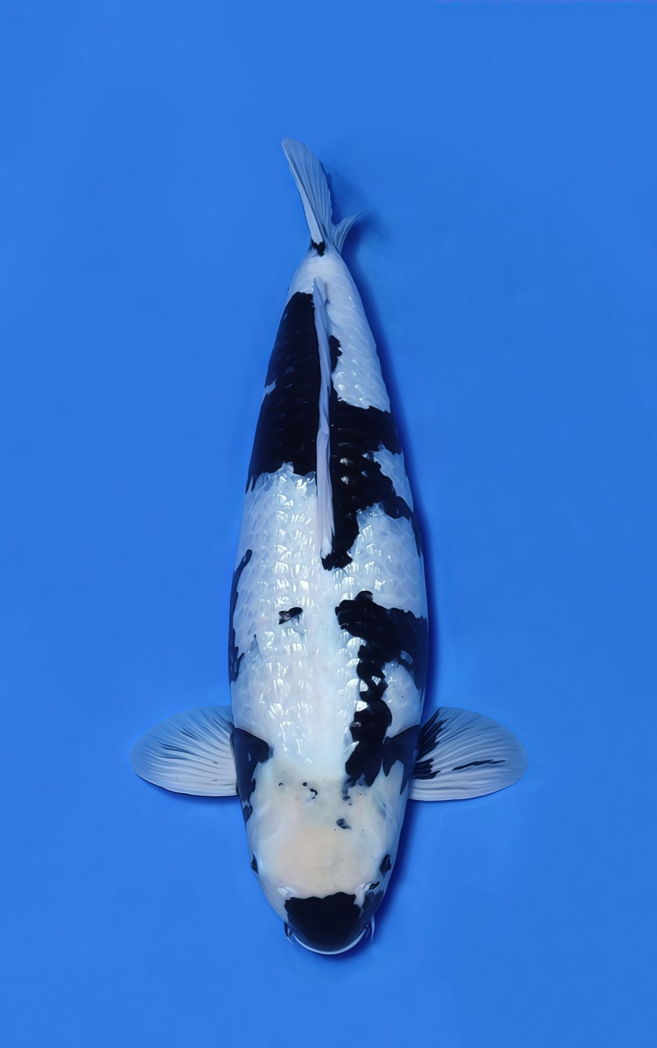 Best In Size C, 46 - 50 cm